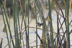 Tachuris rubrigastra
