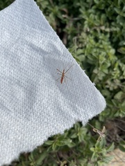 Zelus cervicalis