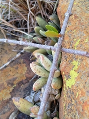 Adromischus umbraticola