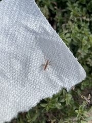 Zelus cervicalis