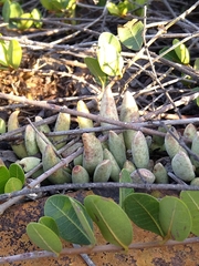 Adromischus umbraticola
