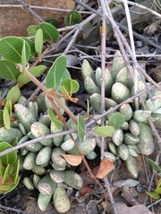 Adromischus umbraticola