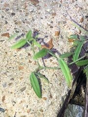 Crotalaria sagittalis