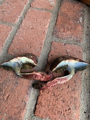 Xerocomellus dryophilus