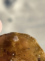 Jellyella tuberculata