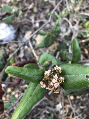 Rhus standleyi