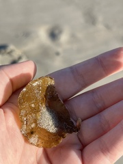 Jellyella tuberculata