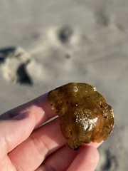 Jellyella tuberculata