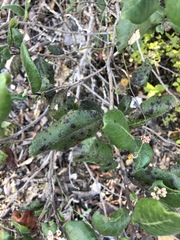 Rhus standleyi