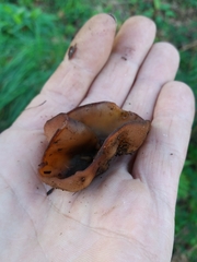 Phylloscypha phyllogena