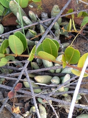 Ancylobothrys capensis