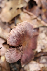 Cortinarius violaceus