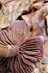 Cortinarius violaceus