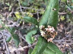 Rhus standleyi