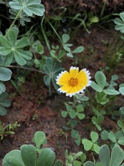 Layia platyglossa
