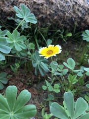Layia platyglossa