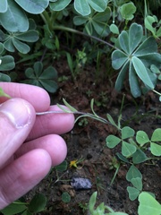 Layia platyglossa