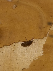 Megalonotus sabulicola