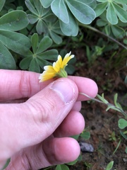 Layia platyglossa