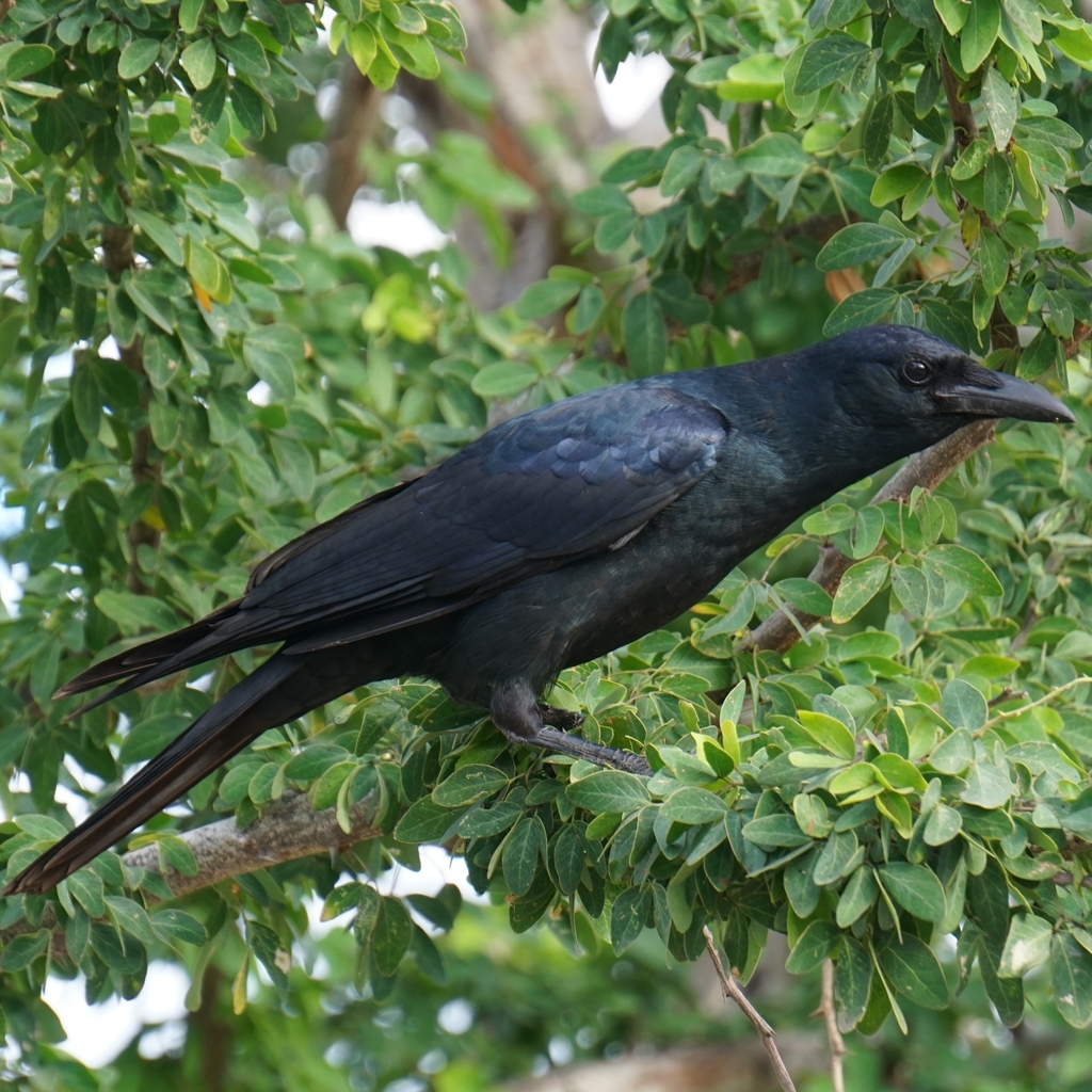 Sinaloa Crow from Cerritos, 82112 Mazatlán, Sin., México on January 2 ...