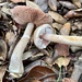 Agaricus kerriganii - Photo (c) growbadlands, some rights reserved (CC BY-NC), uploaded by growbadlands