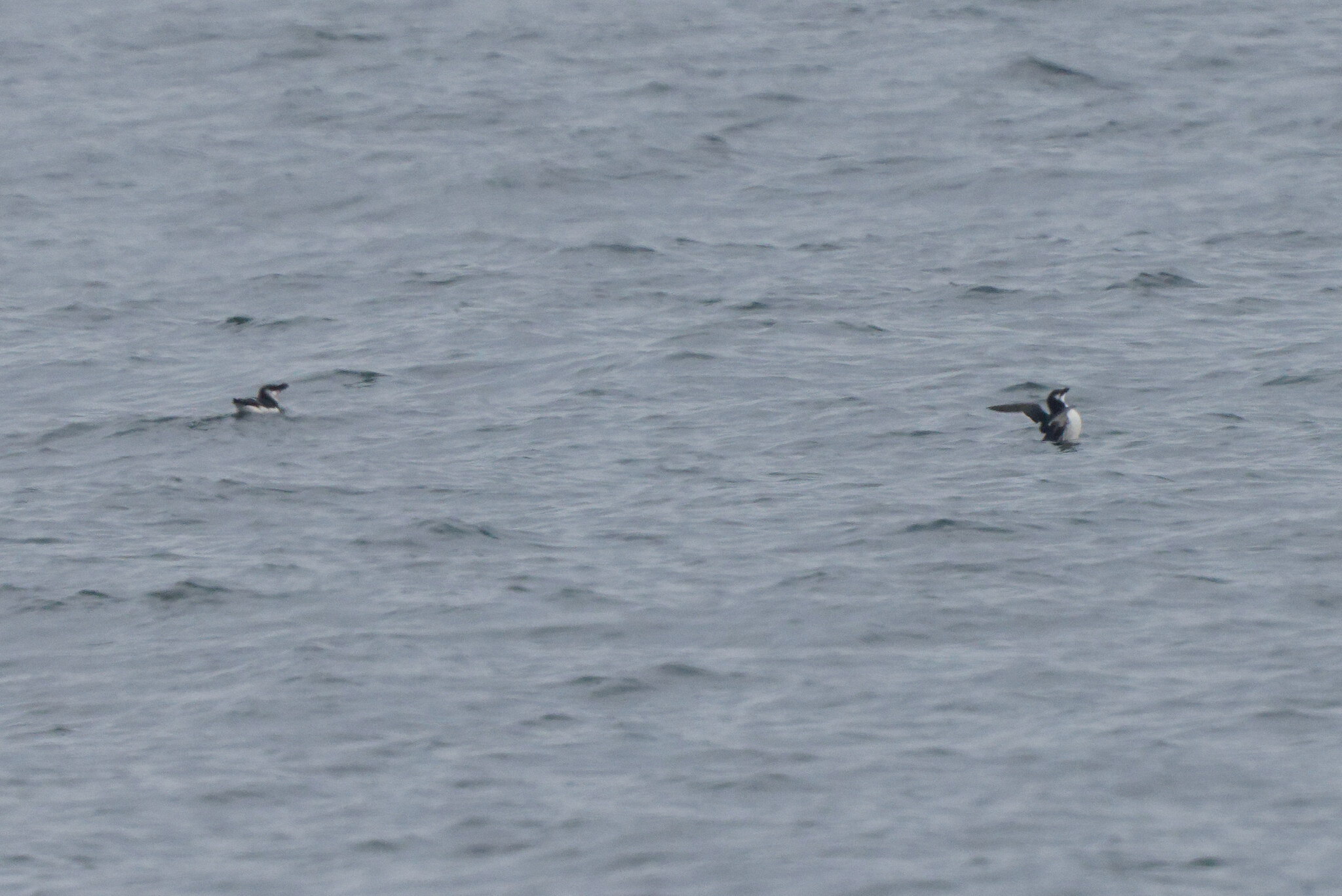 Alca torda Linnaeus, 1758