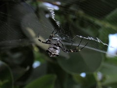 Argiope argentata