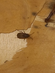 Megalonotus sabulicola
