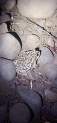 Rhinella arunco