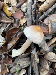 Agaricus kerriganii