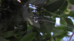 Argiope argentata
