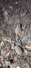 Rhinella arunco