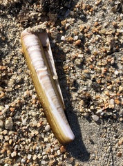 Ensis