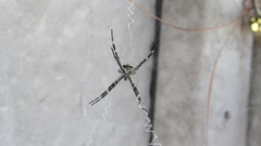 Argiope argentata