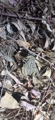Rhinella arunco