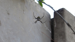 Argiope argentata