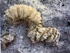 Buccinoidea
