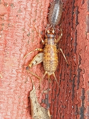 Gryllomorpha longicauda