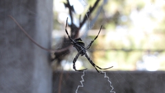 Argiope argentata