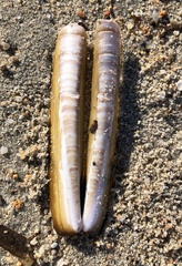 Ensis