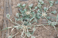 Sporobolus aculeatus