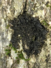 Collema subflaccidum