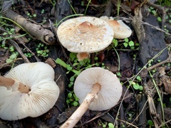 Lepiota cristata