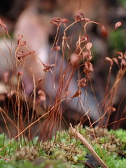 Funaria hygrometrica