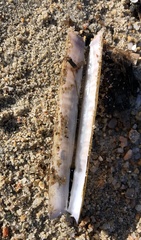 Ensis