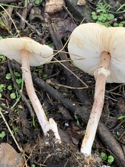 Lepiota cristata