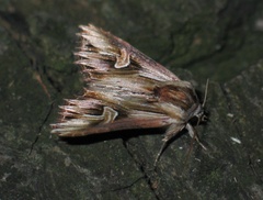 Actinotia polyodon