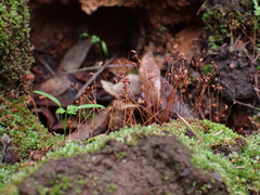 Funaria hygrometrica