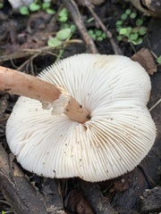 Lepiota cristata