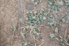 Sporobolus aculeatus